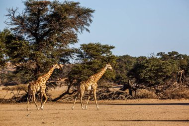 Güney Afrika 'daki Kgalagadi sınır ötesi parkında yürüyen iki zürafa; Giraffidae ailesinden Tür Giraffa camelopardalis