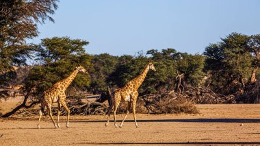 Güney Afrika 'daki Kgalagadi sınır ötesi parkında yürüyen iki zürafa; Giraffidae ailesinden Tür Giraffa camelopardalis