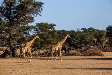 Güney Afrika 'daki Kgalagadi sınır ötesi parkında yürüyen iki zürafa; Giraffidae ailesinden Tür Giraffa camelopardalis