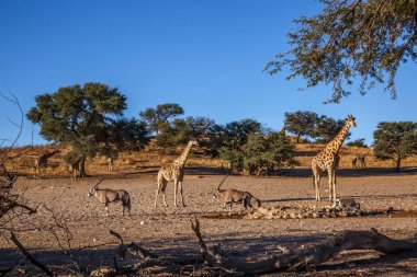 Güney Afrika 'daki Kgalagadi sınır ötesi parkındaki su birikintisinde zürafa ve Güney Afrika antilobu; Giraffidae ailesinden Tür Giraffa camelopardalis