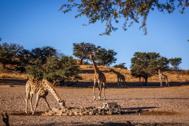 Güney Afrika 'daki Kgalagadi sınır ötesi parkındaki su birikintisinde içen bir grup zürafa; Giraffa camelopardalis ailesi Giraffidae.