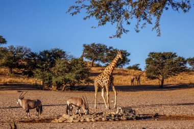 Güney Afrika 'daki Kgalagadi sınır ötesi parkındaki su birikintisinde zürafa ve Güney Afrika antilobu; Giraffidae ailesinden Tür Giraffa camelopardalis