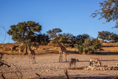 Güney Afrika 'daki Kgalagadi sınır ötesi parkındaki su birikintisinde zürafa ve Güney Afrika antilobu; Giraffidae ailesinden Tür Giraffa camelopardalis