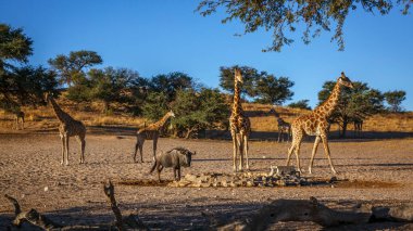 Güney Afrika 'daki Kgalagadi sınır ötesi parkında küçük bir grup zürafa; Giraffidae ailesinden Tür Giraffa camelopardalis