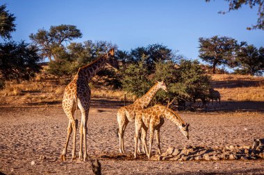Güney Afrika 'daki Kgalagadi sınır ötesi parkında su birikintisinde iki yavrusu olan zürafa dişi; Giraffidae ailesinden Tür Giraffa camelopardalis