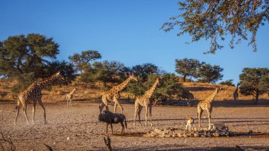 Güney Afrika 'daki Kgalagadi sınır ötesi parkında küçük bir grup zürafa; Giraffidae ailesinden Tür Giraffa camelopardalis