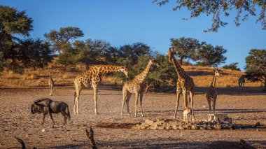 Güney Afrika 'daki Kgalagadi sınır ötesi parkında küçük bir grup zürafa; Giraffidae ailesinden Tür Giraffa camelopardalis