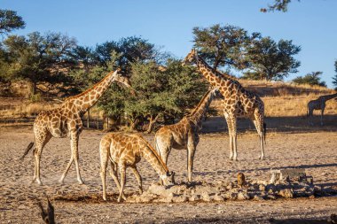 Güney Afrika 'daki Kgalagadi sınır ötesi parkındaki su birikintisinde içen iki yavrulu zürafa grubu; Giraffidae ailesinden Specie Giraffa camelopardalis