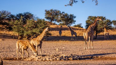 Güney Afrika 'daki Kgalagadi sınır ötesi parkında su birikintisinde iki yavrusu olan zürafa dişi; Giraffidae ailesinden Tür Giraffa camelopardalis
