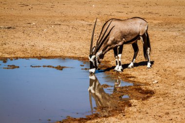 Güney Afrika antilobu Güney Afrika 'daki Kgalagadi sınır ötesi parkında su içiyordu. Bovidae familyasından Specie Oryx gazella.