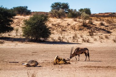 Güney Afrika antilobu Güney Afrika 'daki Kgalagadi sınır ötesi parkında zürafa leşi arıyor. Bovidae familyasından Specie Oryx gazella.