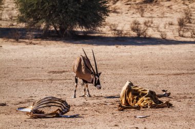 Güney Afrika antilobu Güney Afrika 'daki Kgalagadi sınır ötesi parkında zürafa leşi arıyor. Bovidae familyasından Specie Oryx gazella.