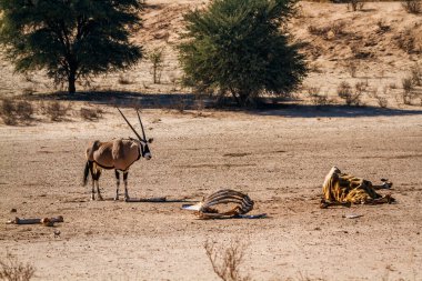Güney Afrika antilobu Güney Afrika 'daki Kgalagadi sınır ötesi parkında zürafa leşi arıyor. Bovidae familyasından Specie Oryx gazella.