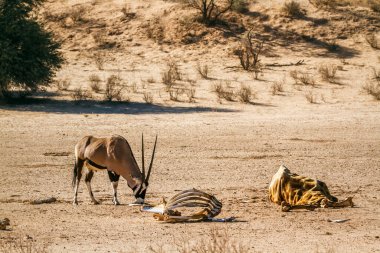 Güney Afrika antilobu Güney Afrika 'daki Kgalagadi sınır ötesi parkında zürafa leşi arıyor. Bovidae familyasından Specie Oryx gazella.