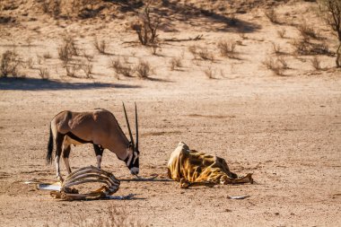 Güney Afrika antilobu Güney Afrika 'daki Kgalagadi sınır ötesi parkında zürafa leşi arıyor. Bovidae familyasından Specie Oryx gazella.
