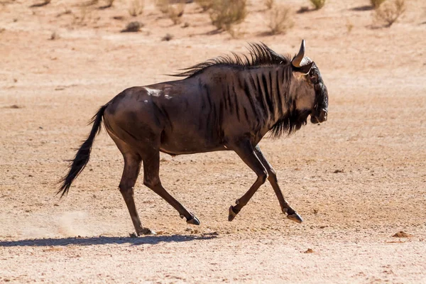 Blue Wildebeest Running Sand Kgalagadi Transfrontier Park South Africa Specie — 스톡 사진