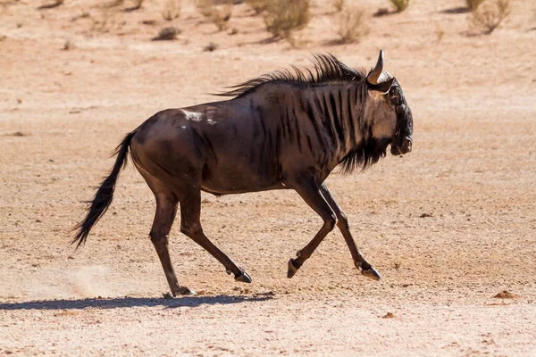 Gnous Bleu Court Dans Parc Transfrontalier Sable Kgalagadi Afrique Sud — Photo