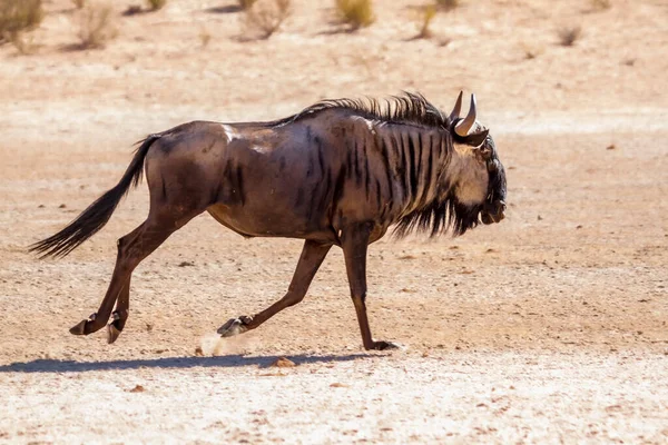 Blue Wildebeest Running Sand Kgalagadi Transfrontier Park South Africa Specie — стоковое фото