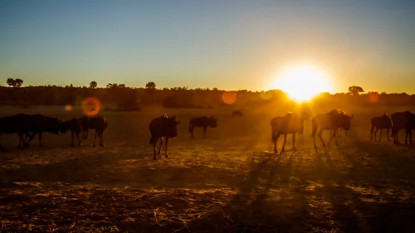 Small Group Blue Wildebeest Sunset Backlit Kgalagadi Transfrontier Park South — 스톡 사진