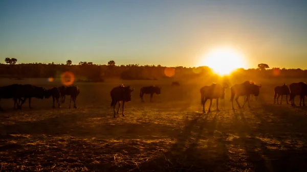 Pequeño Grupo Ñus Azules Atardecer Retroiluminación Parque Transfronterizo Kgalagadi Sudáfrica — Foto de Stock