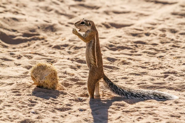 Cape ground squirrel standing and eating in Kgalagadi transfrontier park, South Africa; specie Xerus inauris family of Sciuridae