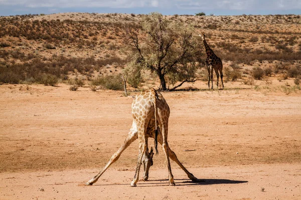 Giraffa Testa Giù Nella Sabbia Nel Deserto Nel Parco Transfrontaliero — Foto Stock