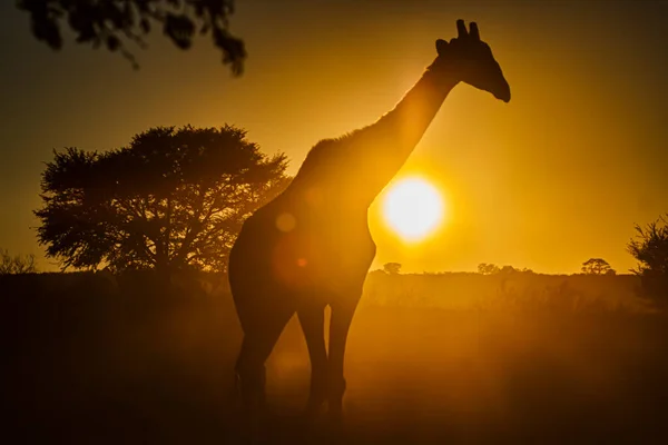 Zsiráf Séta Naplementekor Kgalagadi Határokon Átnyúló Parkban Dél Afrikában Faj — Stock Fotó