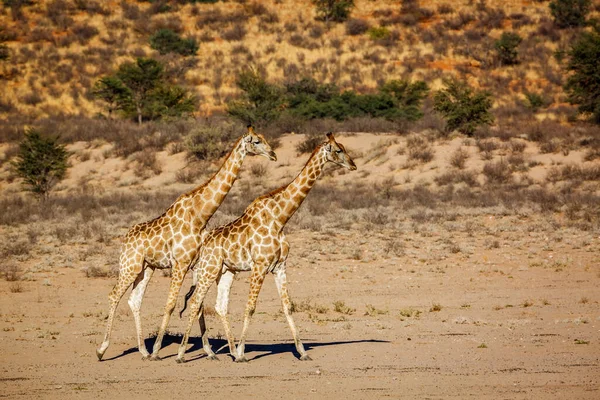 Twee Giraffes Wandelen Het Droge Landschap Kgalagadi Grensoverschrijdend Park Zuid — Stockfoto