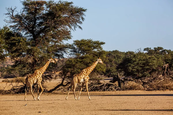 Two Giraffes Walking Dry Land Scenery Kgalagadi Transfrontier Park South — Stock Photo, Image