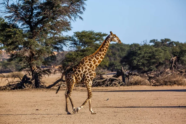 Zsiráf Séta Szárazföld Táj Kgalagadi Határokon Átnyúló Park Dél Afrika — Stock Fotó