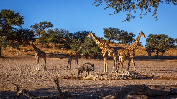Malá Skupina Žiraf Vodní Díry Kgalagadi Přeshraniční Park Jižní Afrika — Stock fotografie