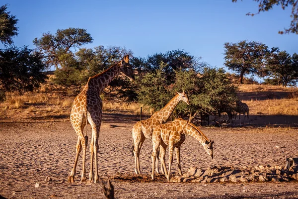 Güney Afrika 'daki Kgalagadi sınır ötesi parkında su birikintisinde iki yavrusu olan zürafa dişi; Giraffidae ailesinden Tür Giraffa camelopardalis