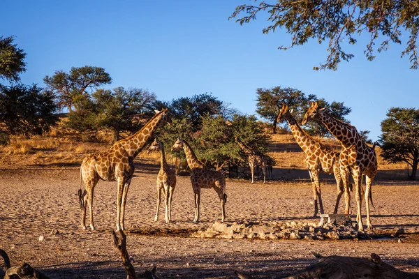 Güney Afrika 'daki Kgalagadi sınır ötesi parkında küçük bir grup zürafa; Giraffidae ailesinden Tür Giraffa camelopardalis