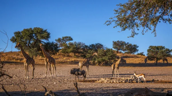 Güney Afrika 'daki Kgalagadi sınır ötesi parkında küçük bir grup zürafa; Giraffidae ailesinden Tür Giraffa camelopardalis