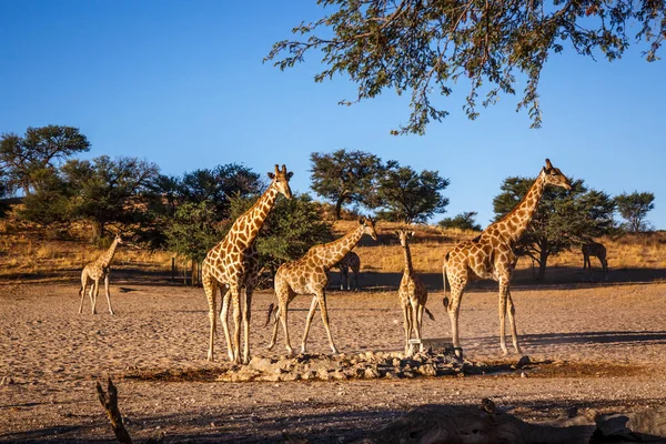 Güney Afrika 'daki Kgalagadi sınır ötesi parkında küçük bir grup zürafa; Giraffidae ailesinden Tür Giraffa camelopardalis