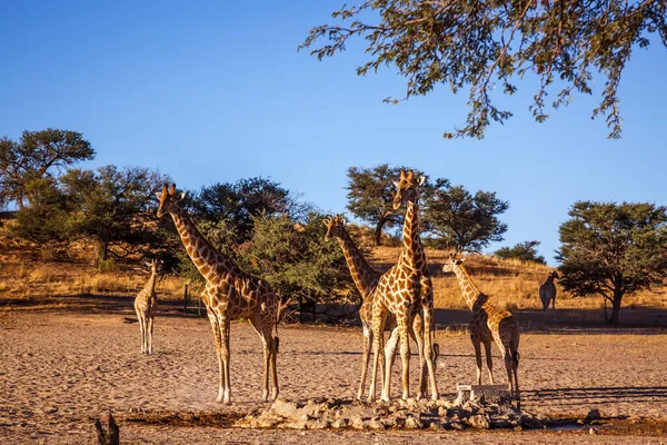 Güney Afrika 'daki Kgalagadi sınır ötesi parkında küçük bir grup zürafa; Giraffidae ailesinden Tür Giraffa camelopardalis