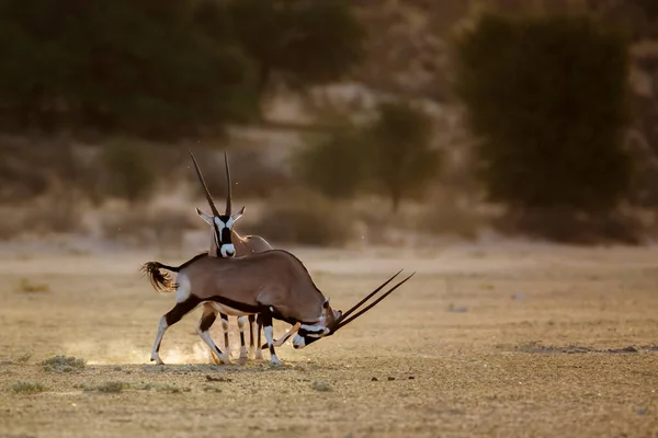 South African Oryx Running Morning Light Dust Kgalagadi Διασυνοριακό Πάρκο — Φωτογραφία Αρχείου