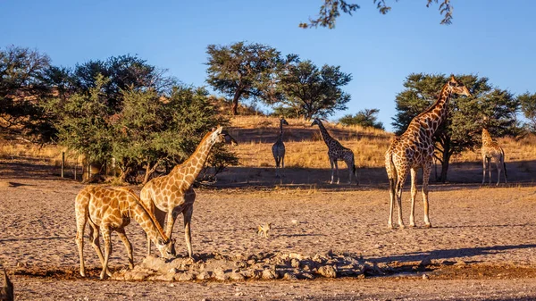 Güney Afrika 'daki Kgalagadi sınır ötesi parkında su birikintisinde iki yavrusu olan zürafa dişi; Giraffidae ailesinden Tür Giraffa camelopardalis