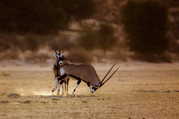 Südafrikanischer Oryx Läuft Morgenlichtstaub Kgalagadi Grenzpark Südafrika Spezies Oryx Gazella — Stockfoto
