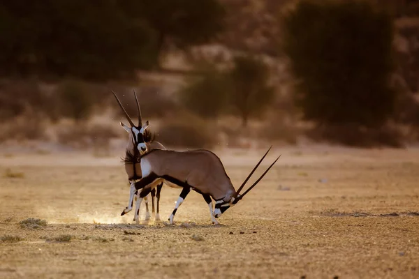 Güney Afrika Antilobu Güney Afrika Daki Kgalagadi Sınır Ötesi Parkında — Stok fotoğraf