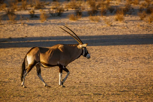Zuid Afrikaanse Oryx Wandelen Het Ochtendlicht Kgalagadi Grensoverschrijdend Park Zuid — Stockfoto