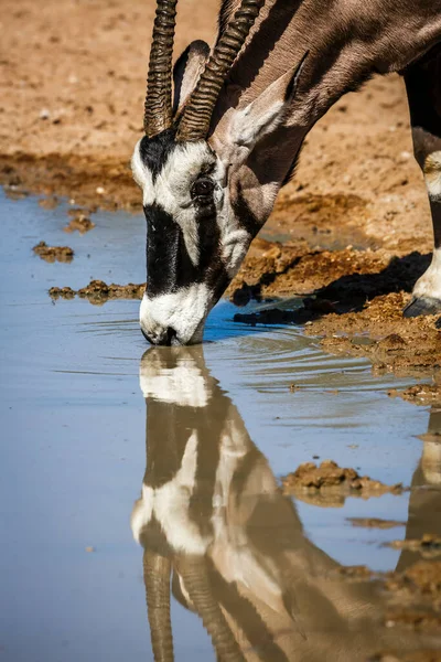 Νότια Αφρική Oryx Πορτρέτο Πόσιμο Αντανάκλαση Στο Kgalagadi Διασυνοριακό Πάρκο — Φωτογραφία Αρχείου