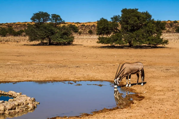Güney Afrika antilobu, Güney Afrika 'daki Kgalagadi sınır ötesi parkında, Bovidae' nin Specie Oryx gazella ailesinin su birikintisinde su içiyor.