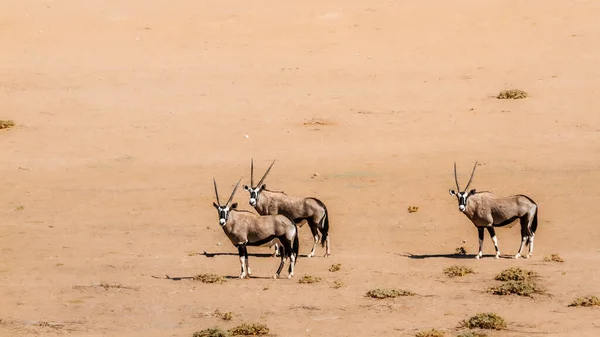 Tři Jihoafrické Oryx Stojící Pouštní Zemi Kgalagadi Přeshraniční Park Jižní — Stock fotografie