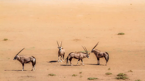 Čtyři Jihoafrické Oryx Stojící Pouštní Zemi Kgalagadi Přeshraniční Park Jižní — Stock fotografie