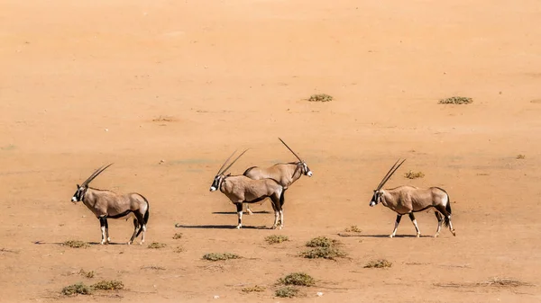 Τέσσερις Νότιας Αφρικής Oryx Στέκεται Στην Έρημο Γης Kgalagadi Διασυνοριακό — Φωτογραφία Αρχείου