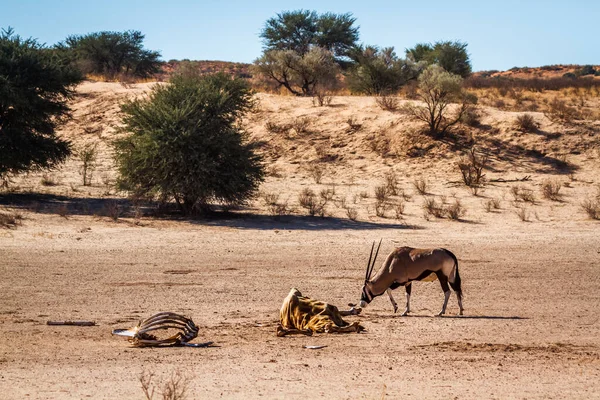 Güney Afrika antilobu Güney Afrika 'daki Kgalagadi sınır ötesi parkında zürafa leşi arıyor. Bovidae familyasından Specie Oryx gazella.