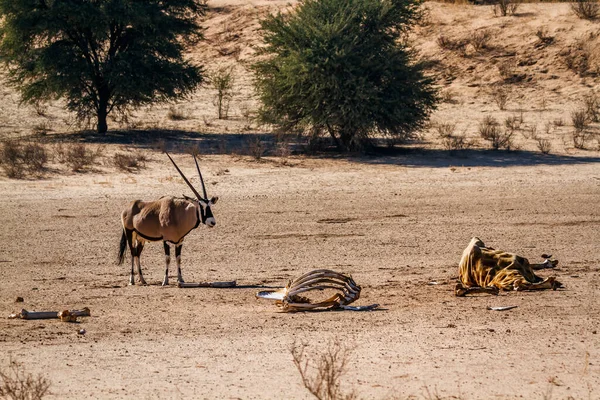 Güney Afrika antilobu Güney Afrika 'daki Kgalagadi sınır ötesi parkında zürafa leşi arıyor. Bovidae familyasından Specie Oryx gazella.
