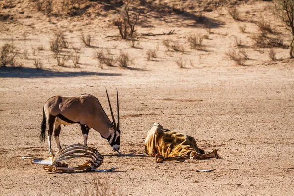 Güney Afrika antilobu Güney Afrika 'daki Kgalagadi sınır ötesi parkında zürafa leşi arıyor. Bovidae familyasından Specie Oryx gazella.
