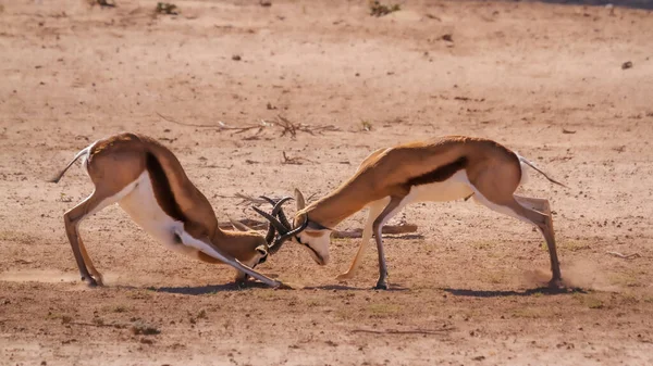 Twee Springbok Duels Kgalagari Transborder Park Zuid Afrika Specie Antidorcas — Stockfoto